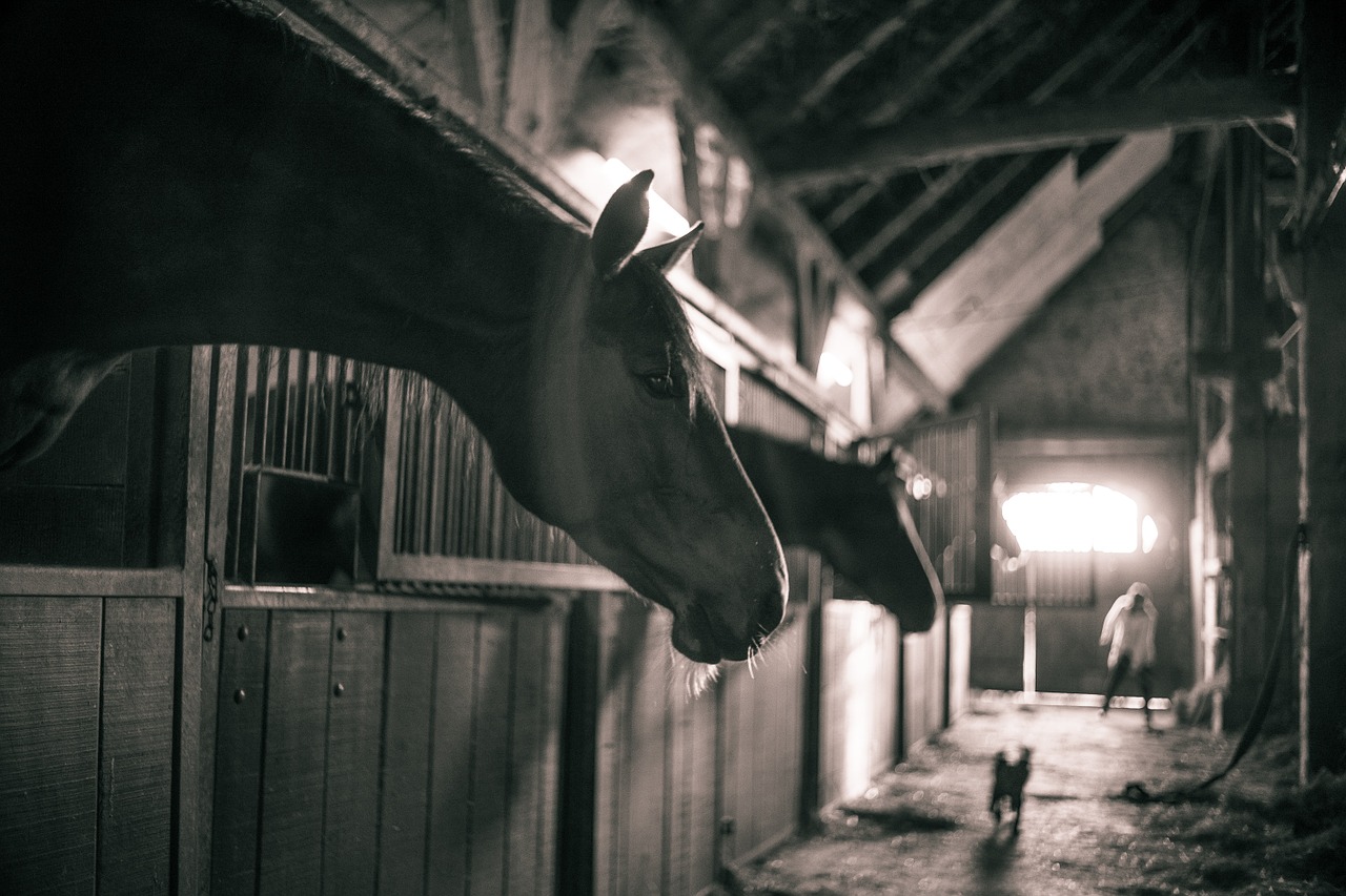 Coho cheval box écurie