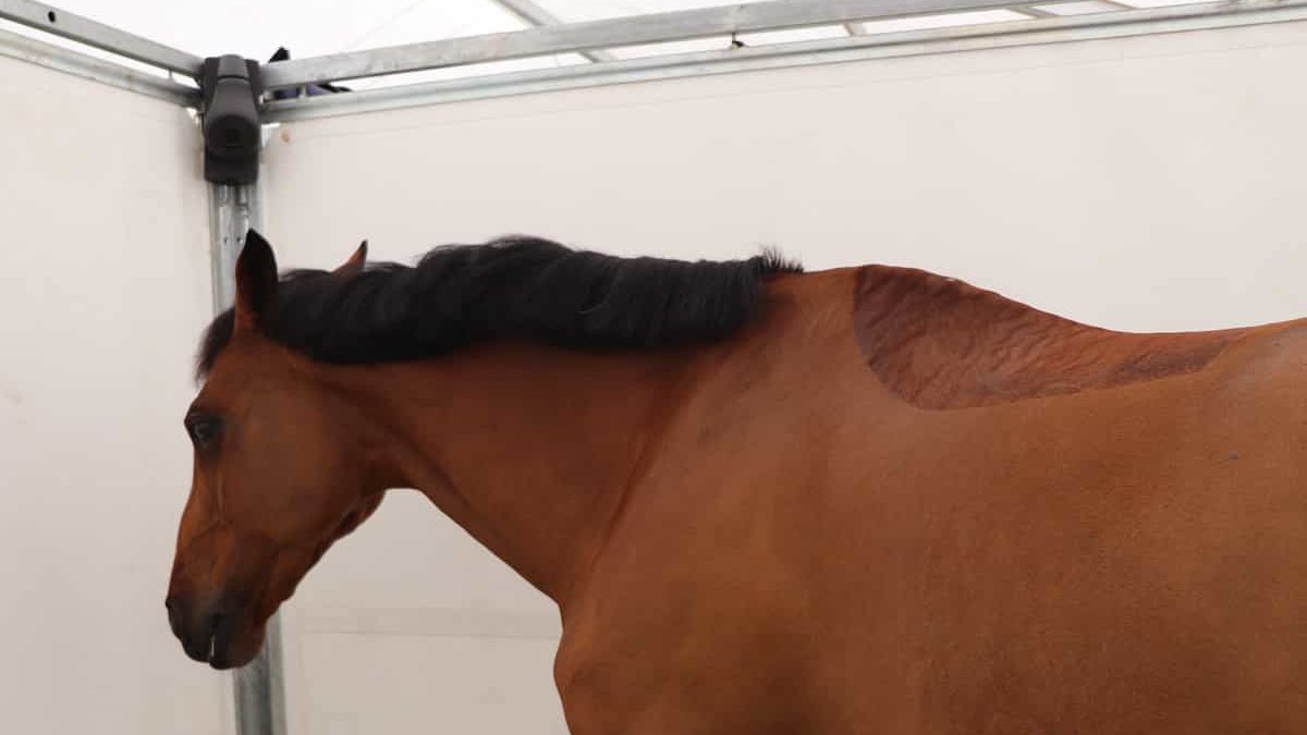 Ein braunes Sportpferd in einer zerlegbaren Box. Eine Coho-Kamera befindet sich in der oberen Ecke der Box.